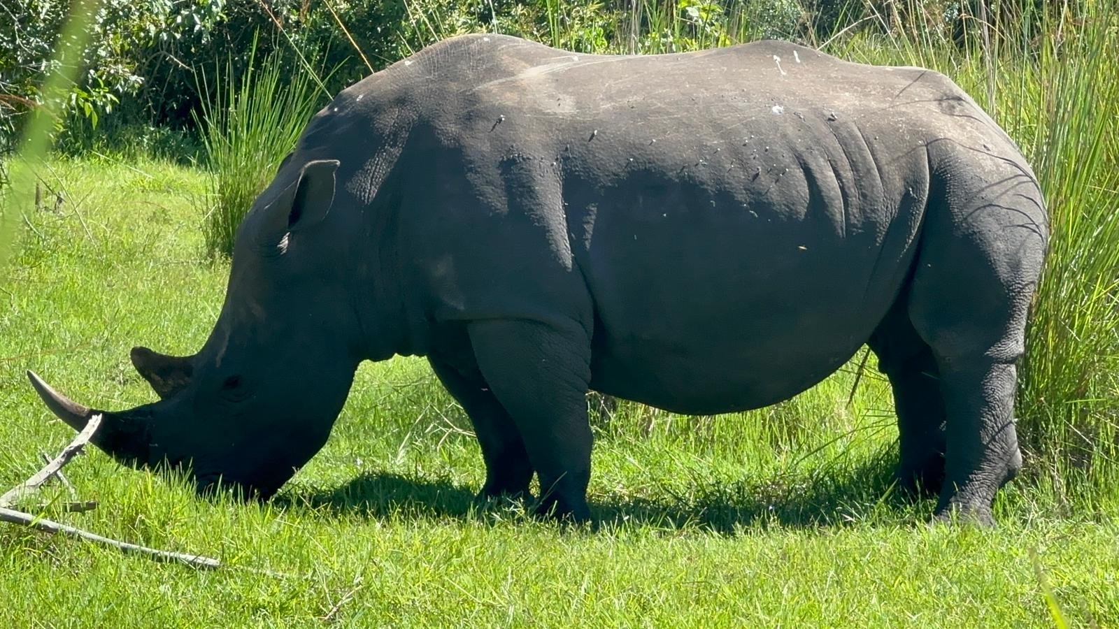 White rhino grazing peacefully at Ziwa Rhino Sanctuary, dark skin contrasting with vivid green grass