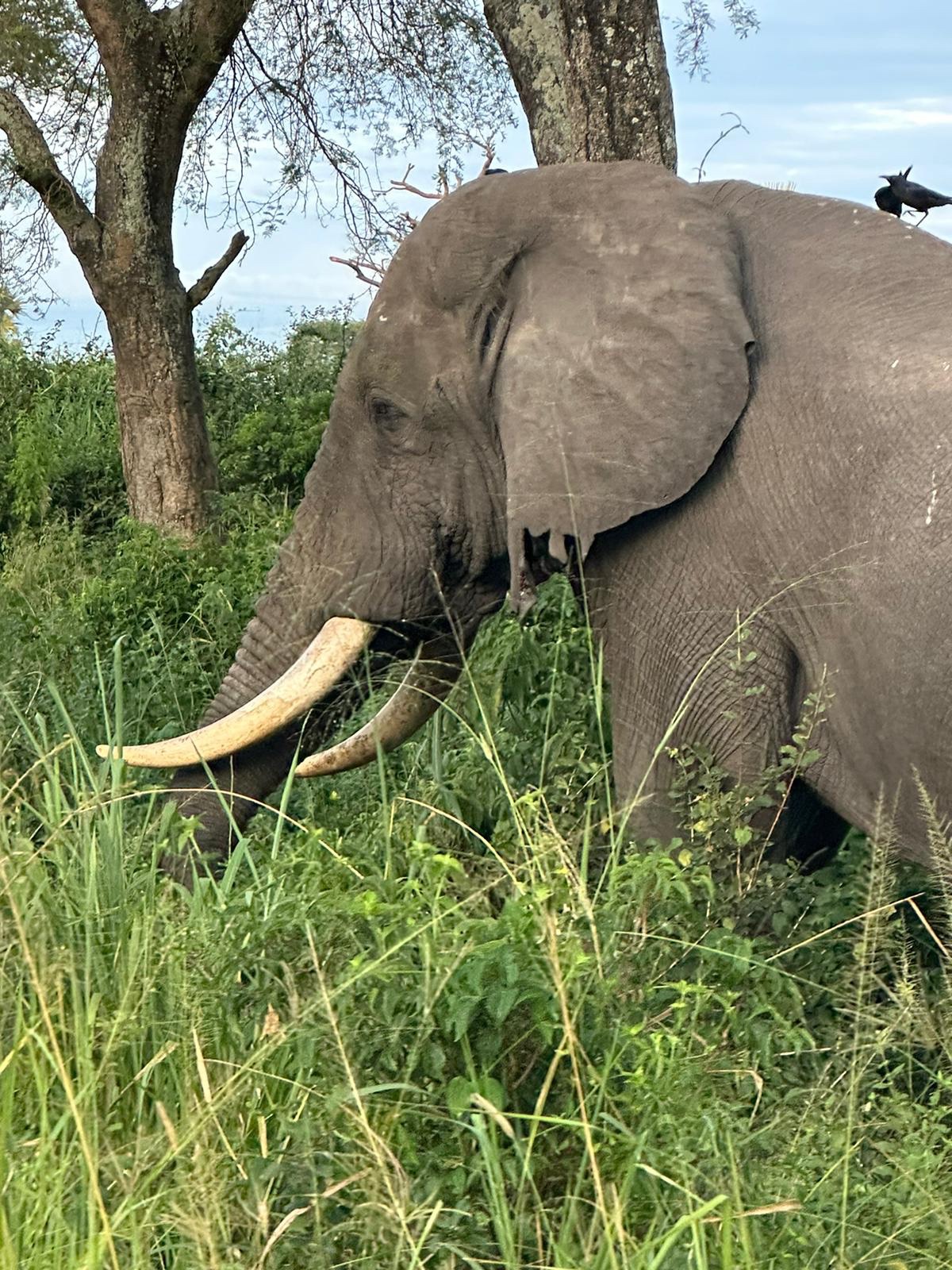 The Elephant at the Door — A Morning at Aardvark Lodge