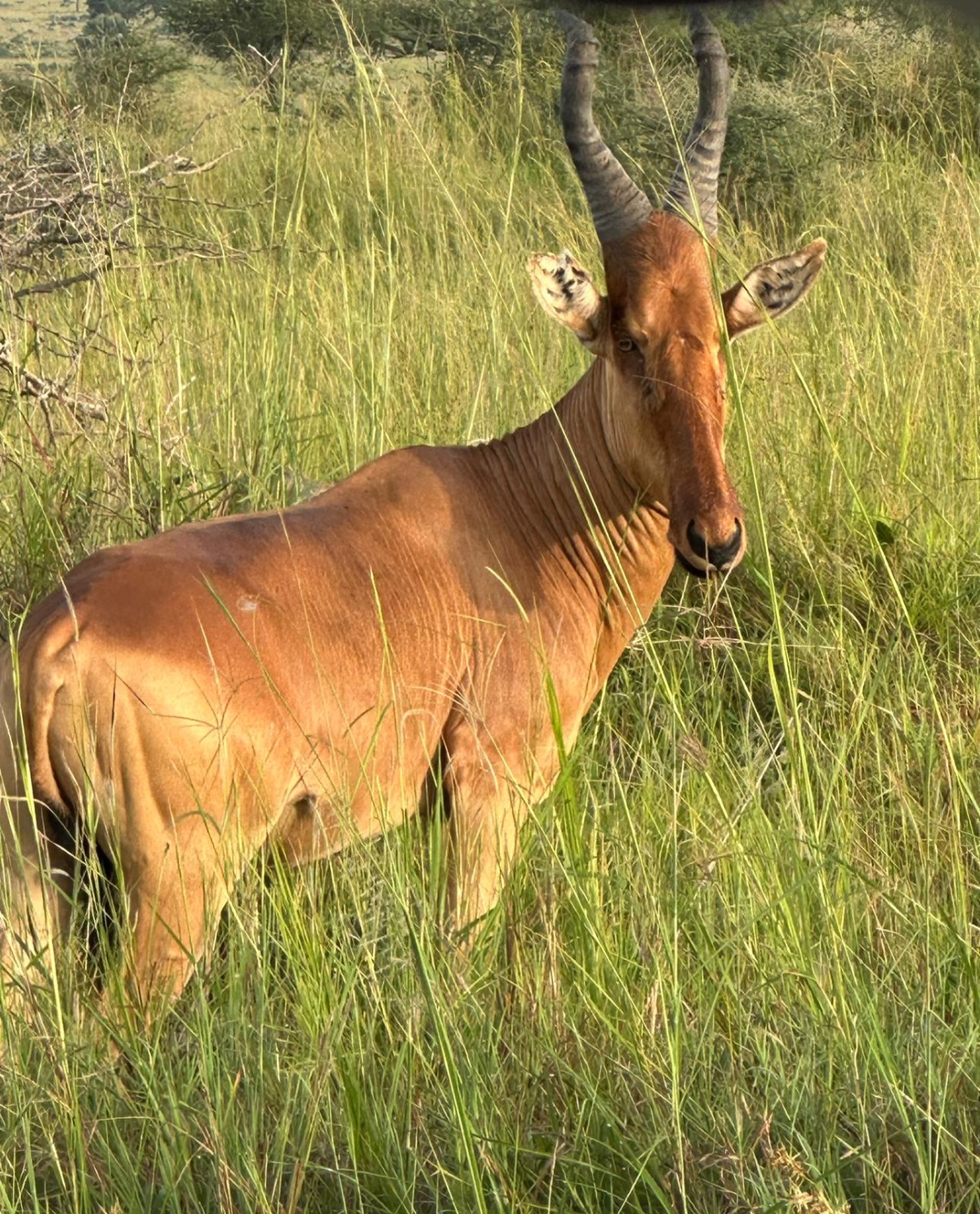 Wildlife encounter on safari in Uganda