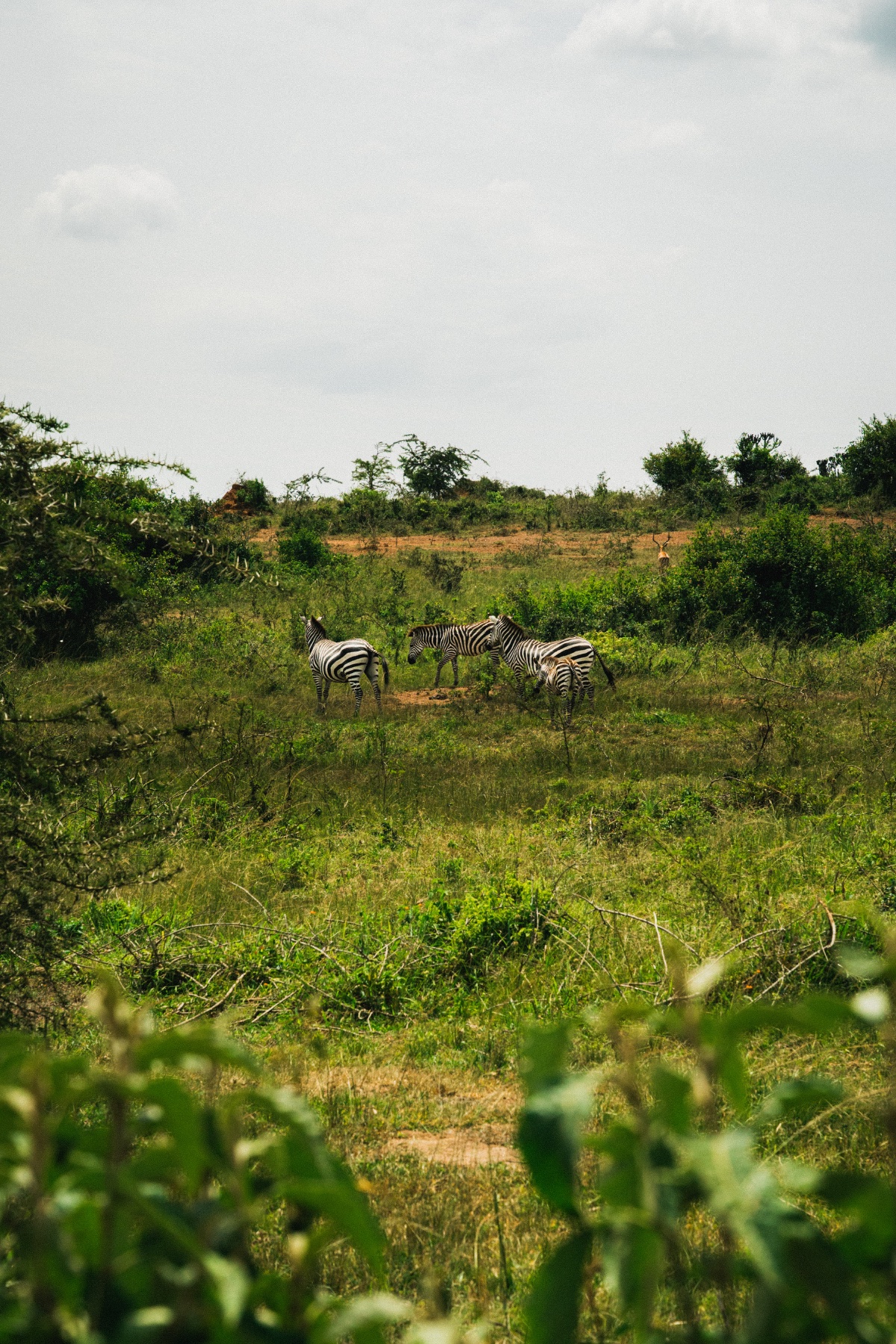 At the Gate of Bwindi — An Ordinary Extraordinary Day