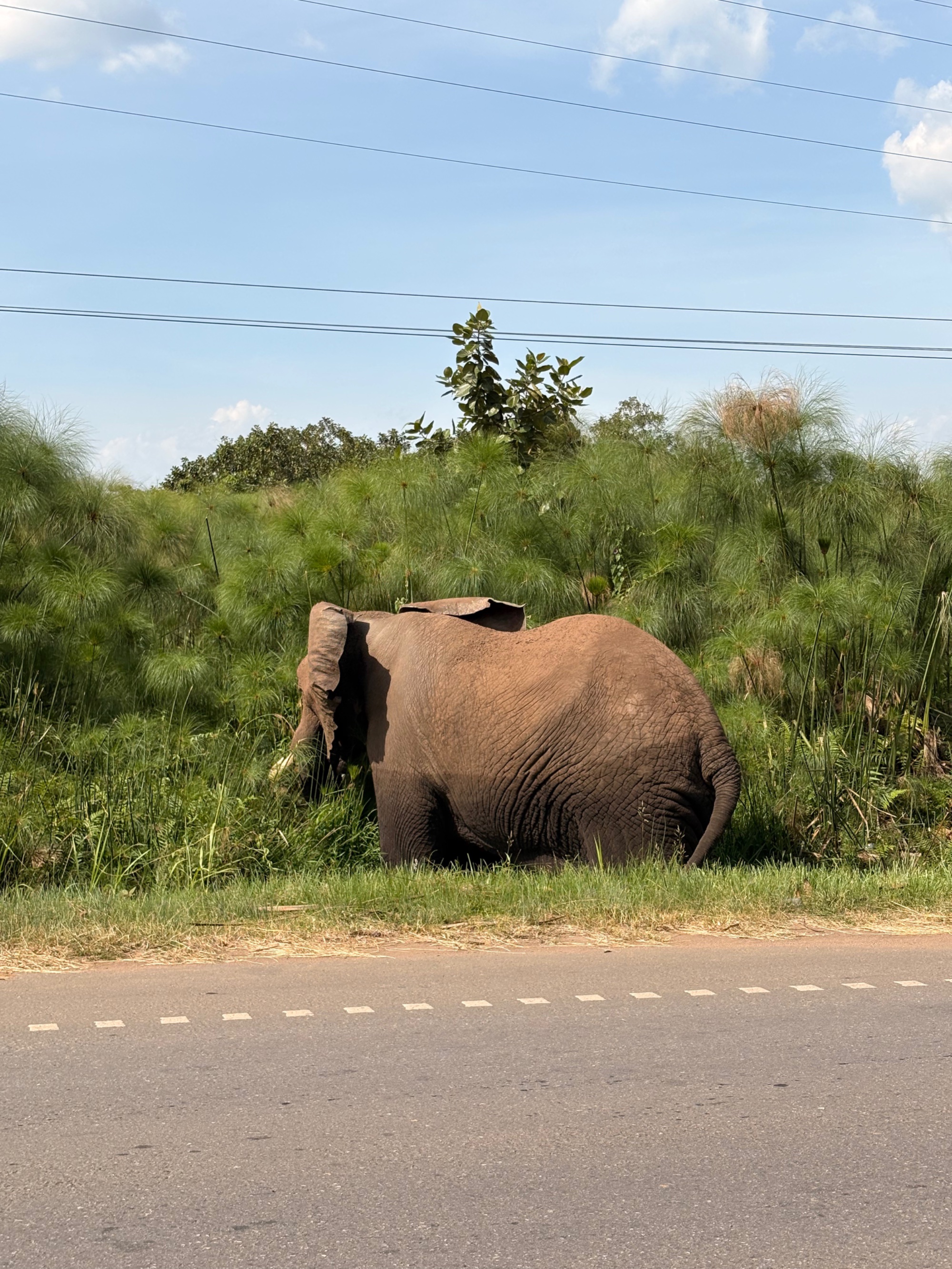 The Elephant at the Door — A Morning at Aardvark Lodge
