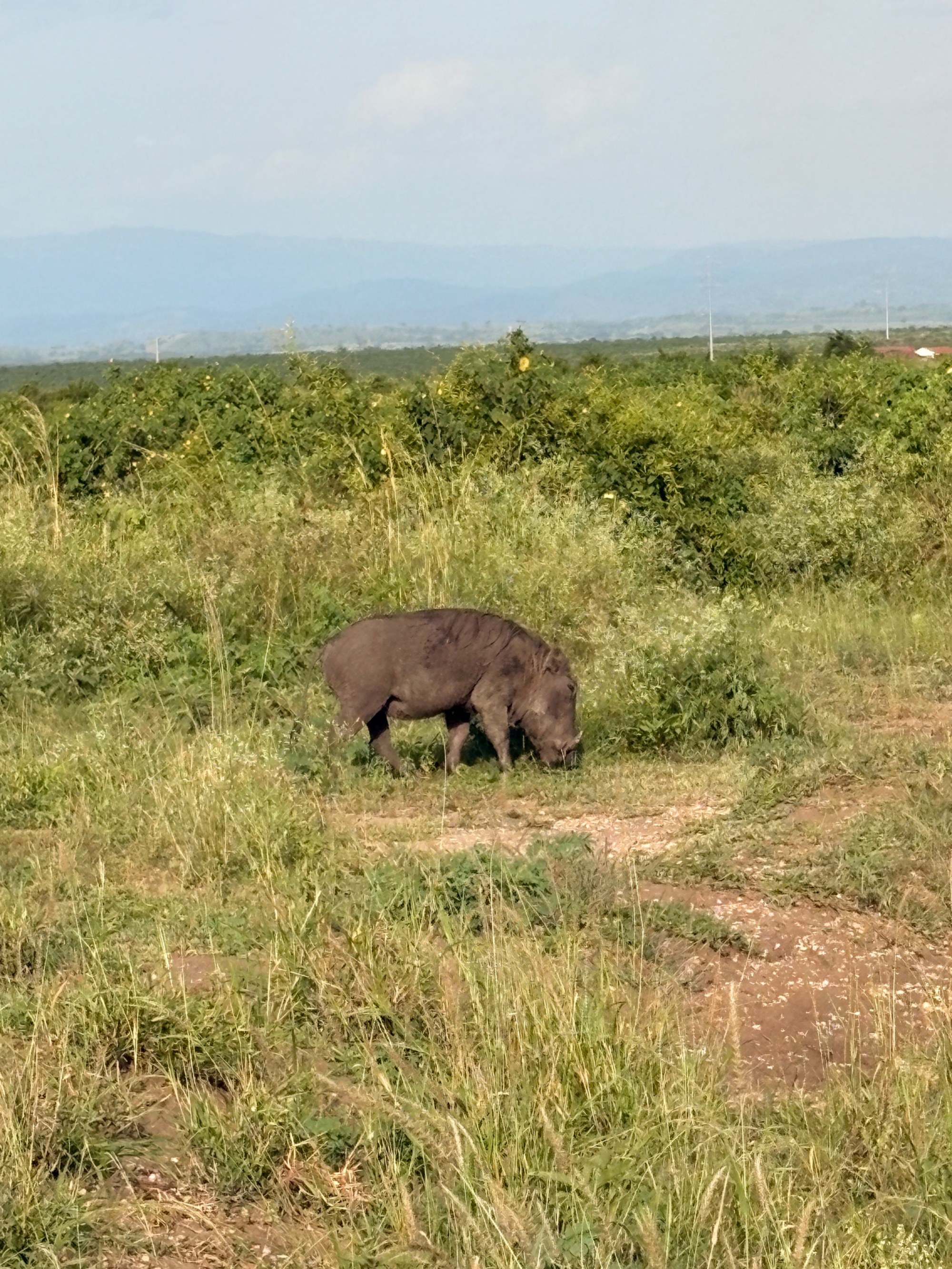 Warthog grazing in the bush of Queen Elizabeth National Park, Uganda