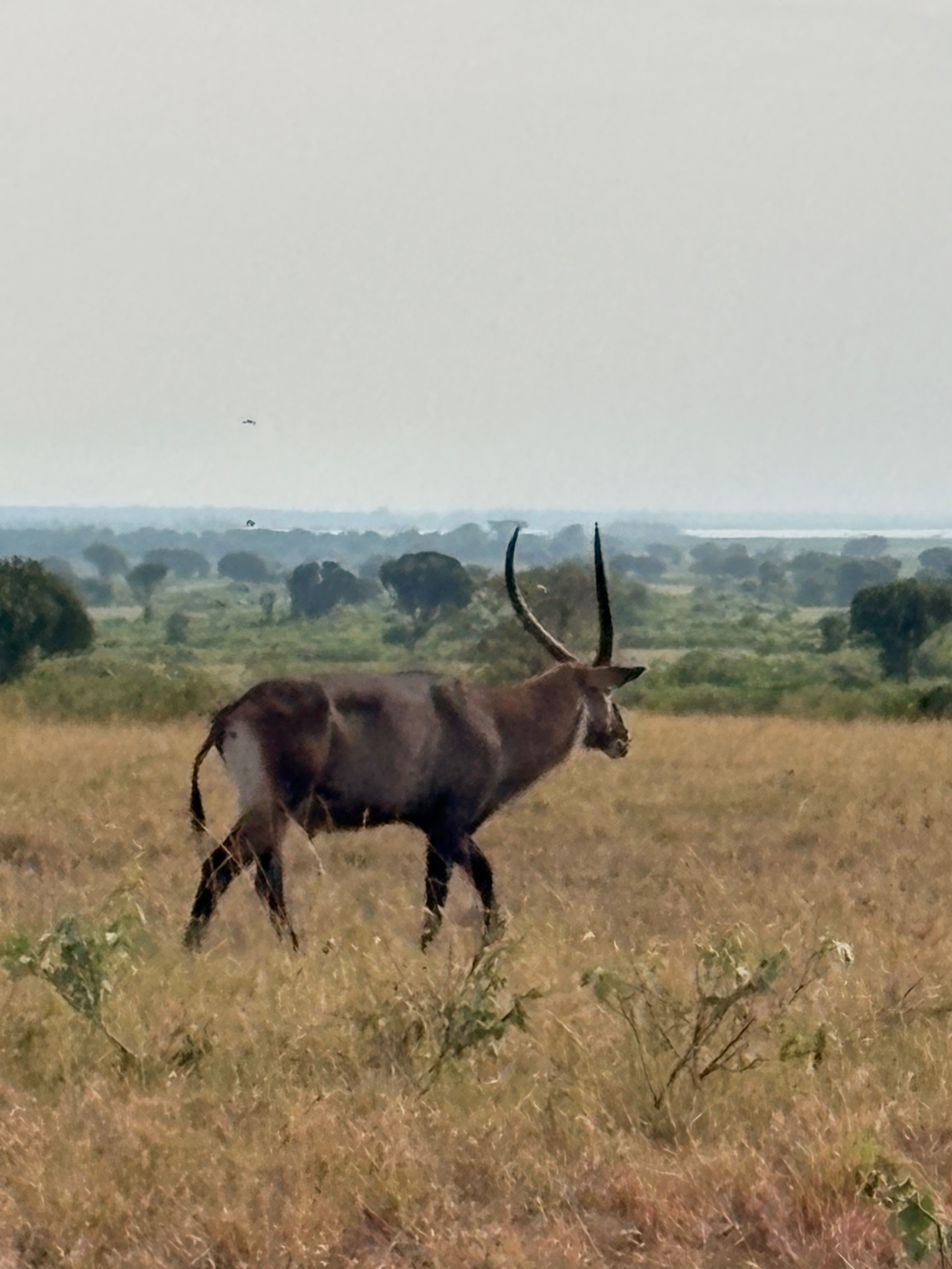 Waterbuck in the golden savanna of Queen Elizabeth National Park, Uganda