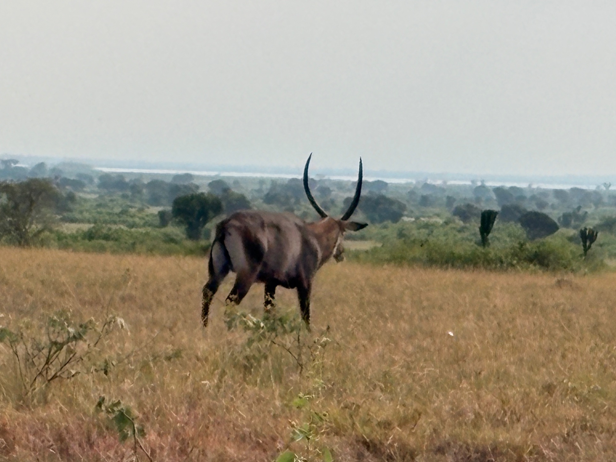 Wildlife in Queen Elizabeth National Park, Uganda