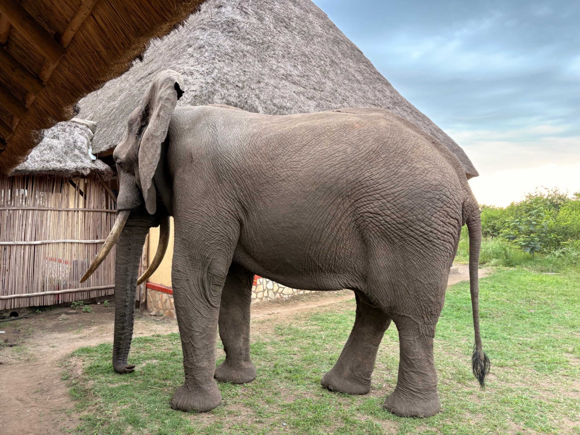 The Elephant at the Door