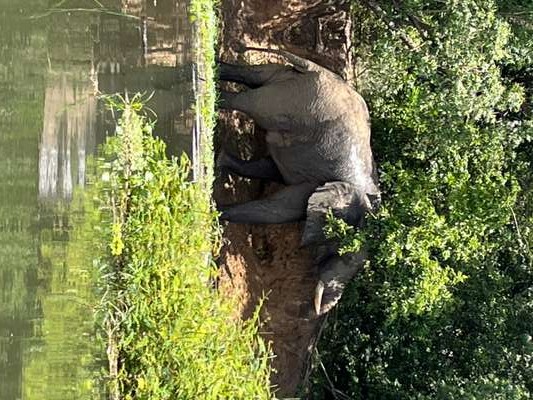 Elephant resting at the river's edge in Murchison Falls National Park, trunk draped over the muddy bank