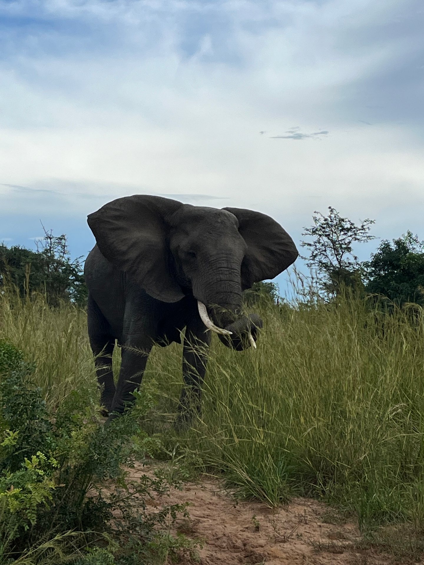 Bull elephant emerging from tall savanna grass at Murchison Falls, ears spread wide, walking directly toward the camera
