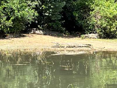 Nile crocodile basking on a sandy riverbank along the Victoria Nile, partially hidden by green vegetation